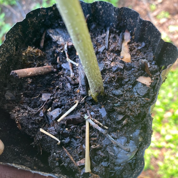 Moringa tree, baby. Nice route and bulb system so it has enough energy to ship. - Picture 2 of 12